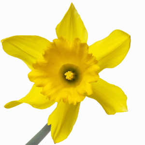Daffodil from Barran Yennie Compost Garden Peat Products